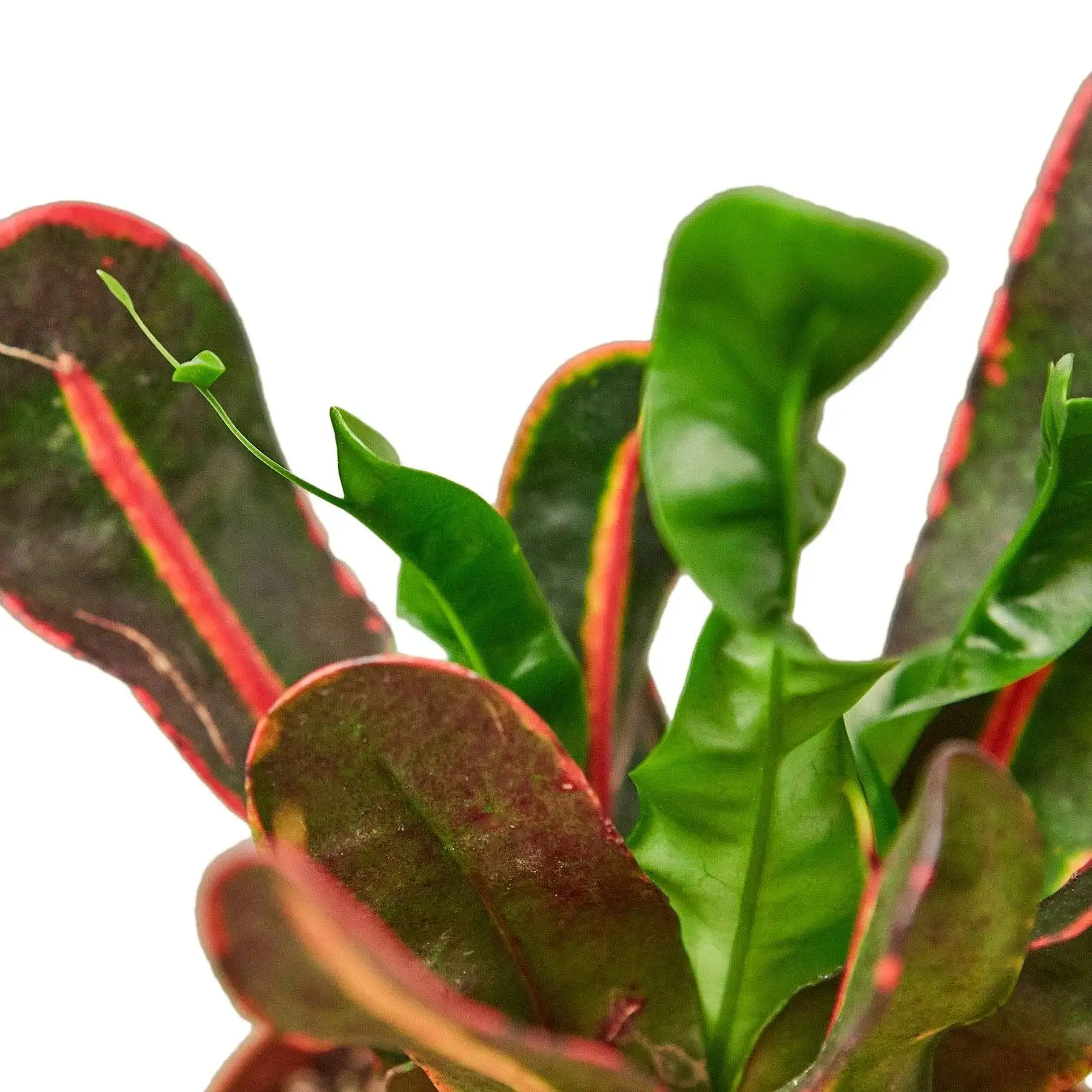 Croton Mammy - Image 2