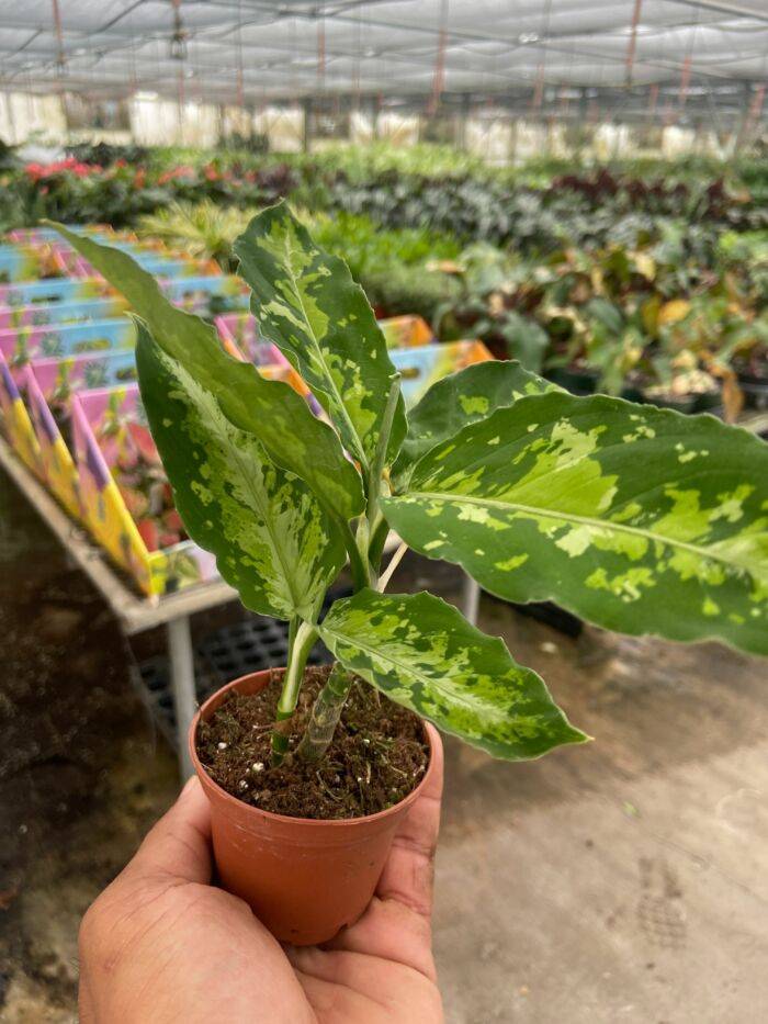 Chinese Evergreen Pictum Tricolor