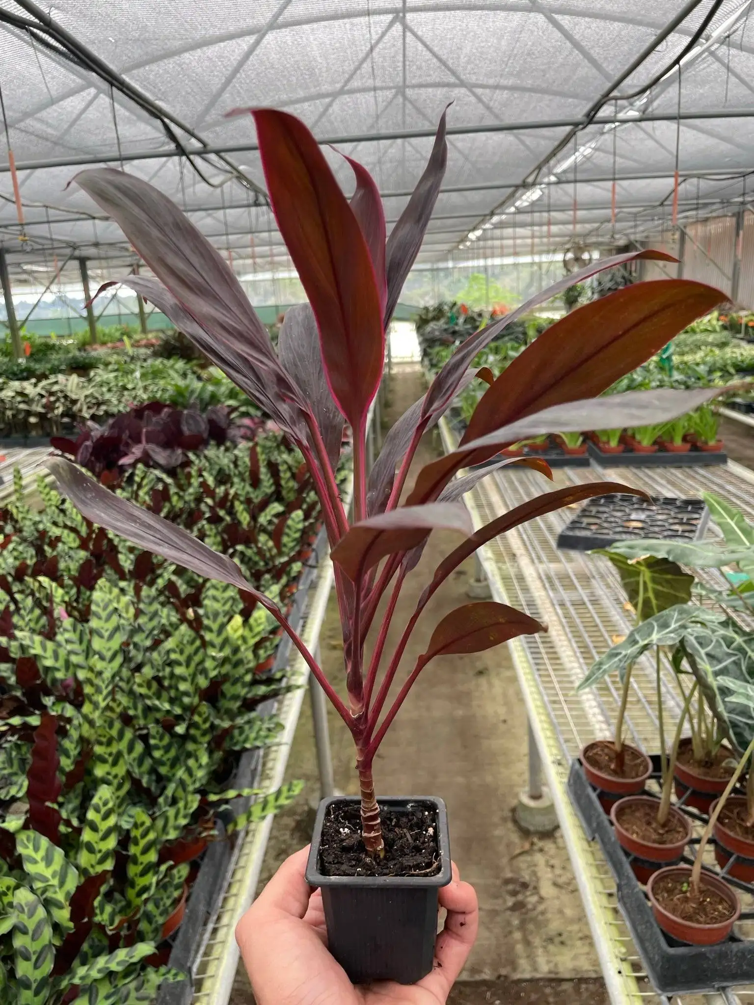 Cordyline Calypso Queen - Image 2
