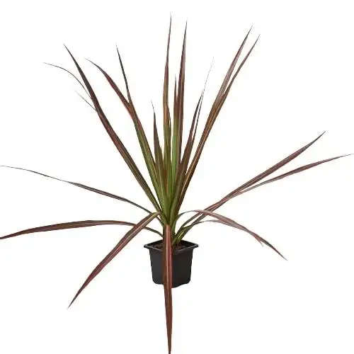 Dracaena Colorama - Image 3