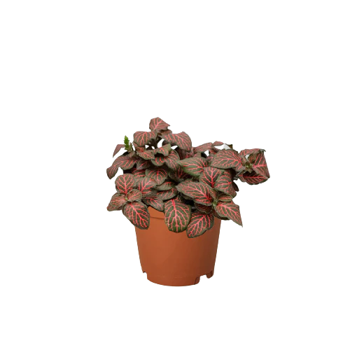 Fittonia 'Red' - Image 2