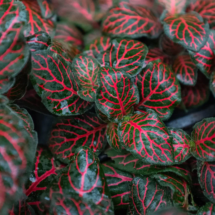 Fittonia 'Red' - Image 4