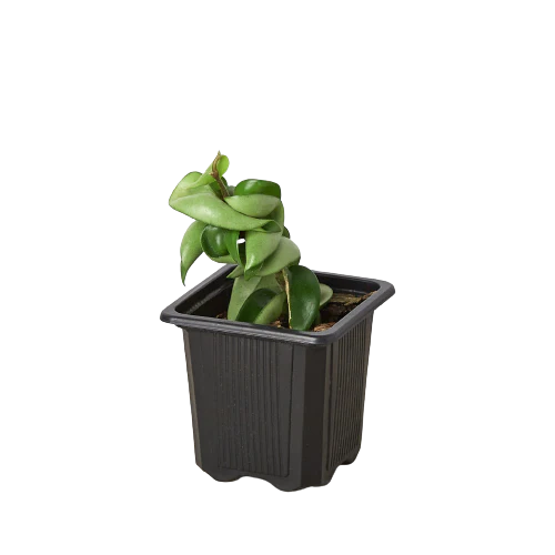 Hoya Rope Plant - Image 8