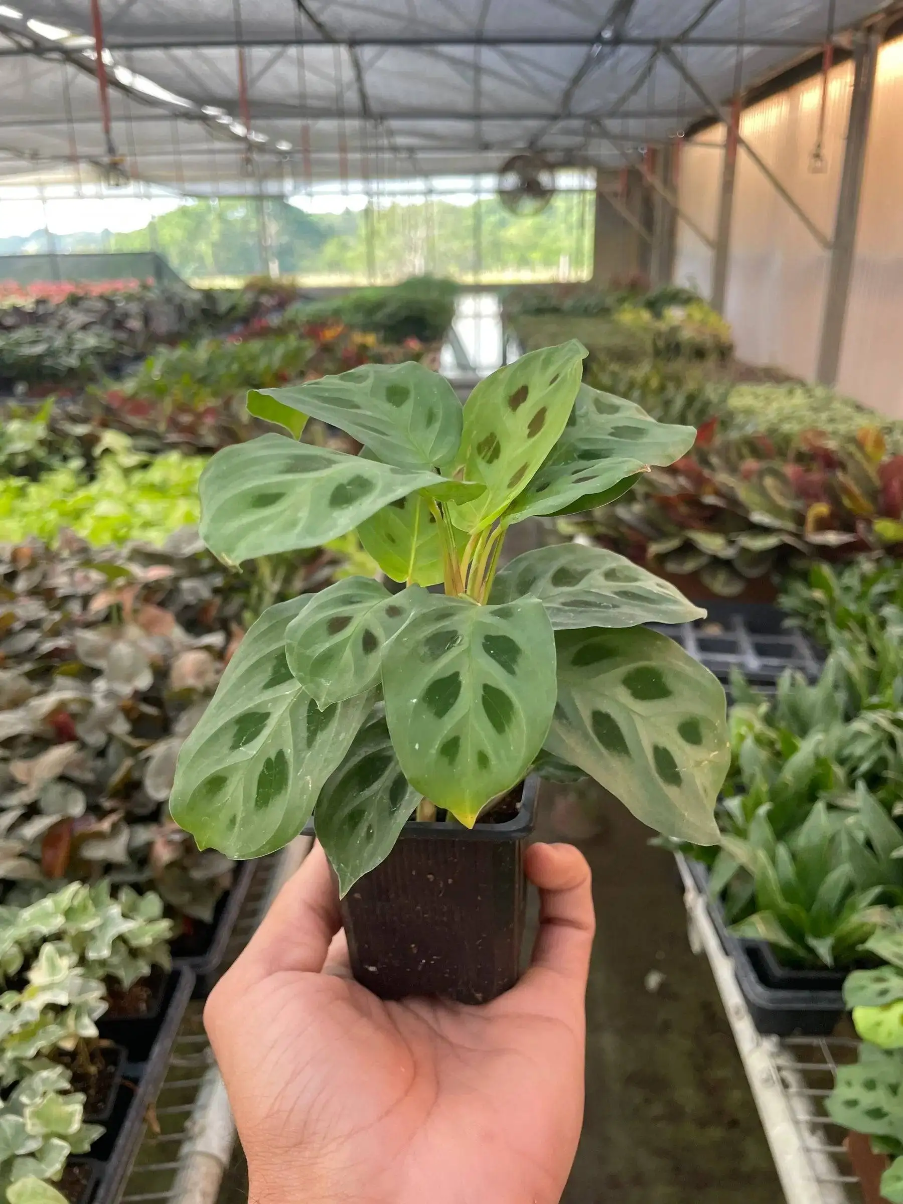 Maranta Leuconeura - Image 5