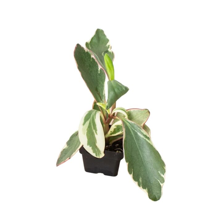 Peperomia Ginny - Image 4