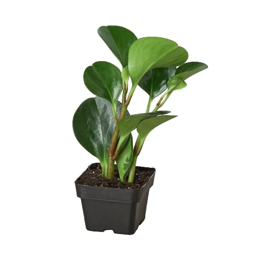 Peperomia Thailand - Image 2