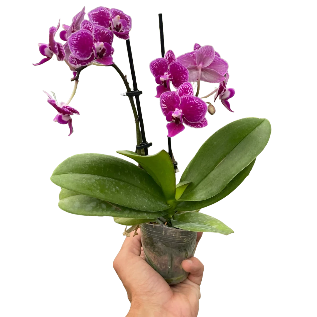 Orchid Purple Spotted Phalaenopsis