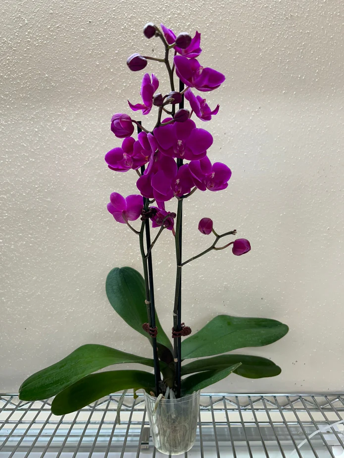 Orchid 'Purple Phalaenopsis' - Image 2
