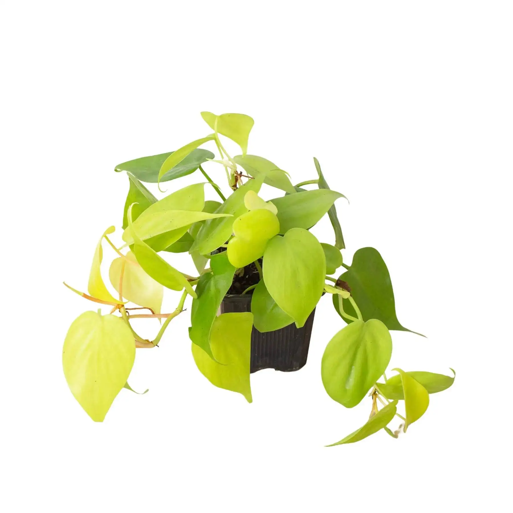 Philodendron Neon - Image 4