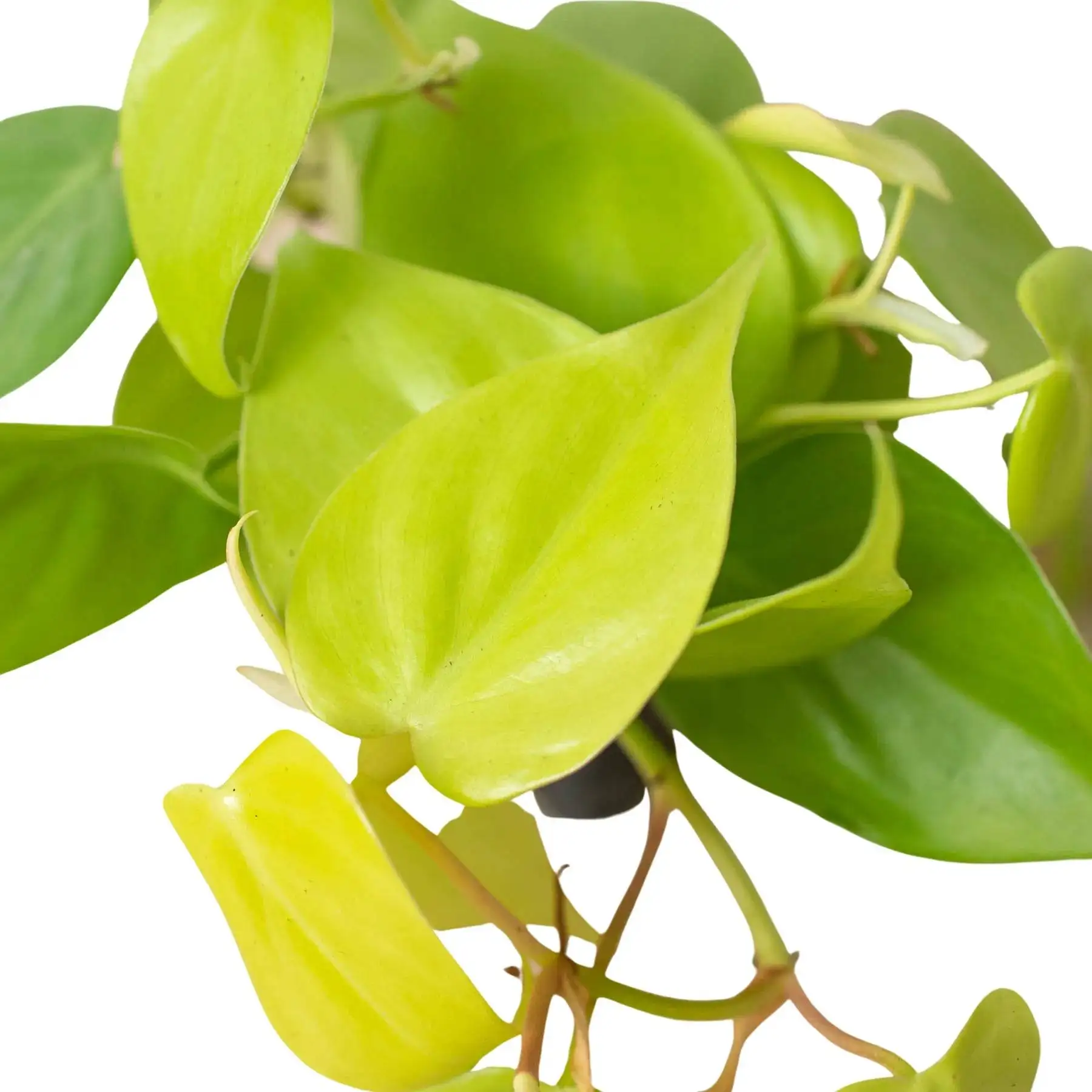 Philodendron Neon - Image 5