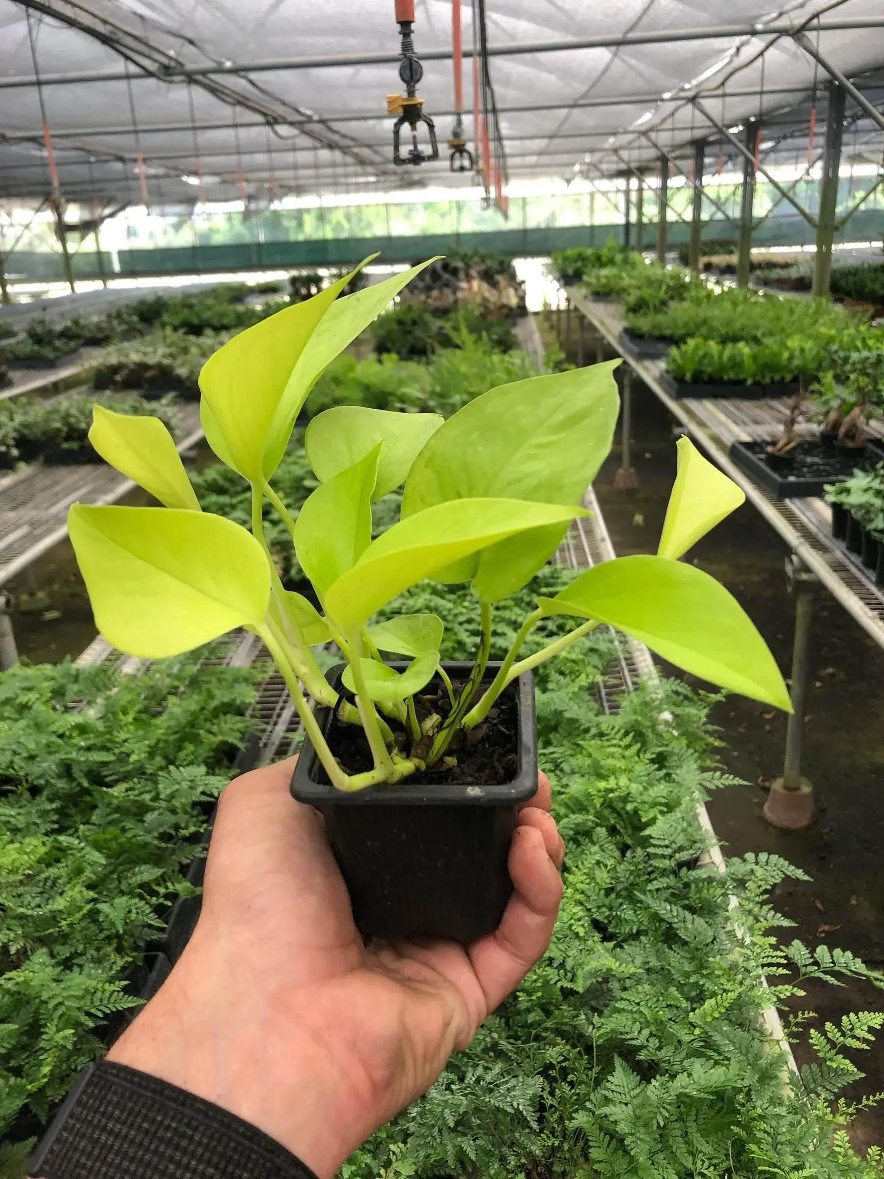 Pothos Neon - Image 3