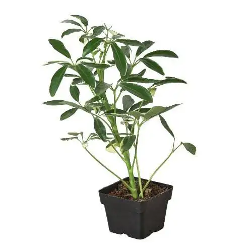Schefflera Moonlight 'Umbrella Plant' - Image 5