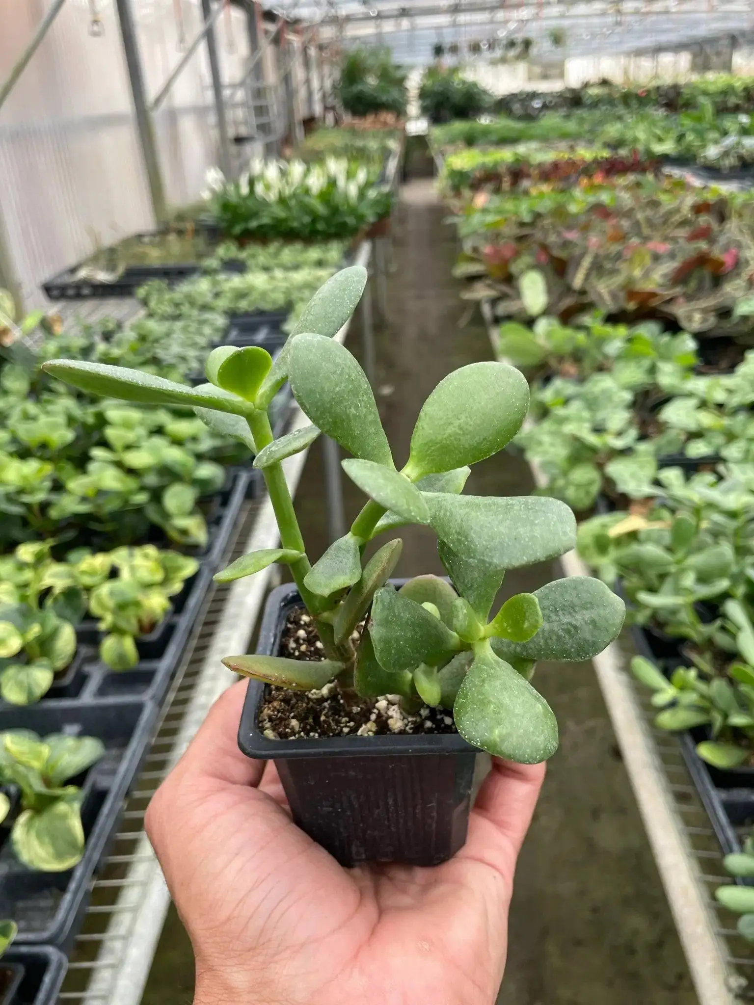 Succulent Crassula Jade - Image 3