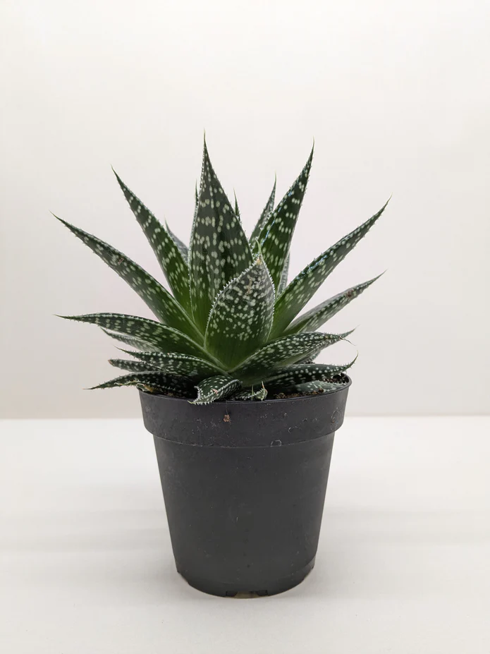 Succulent Gasteria Durban - Image 5