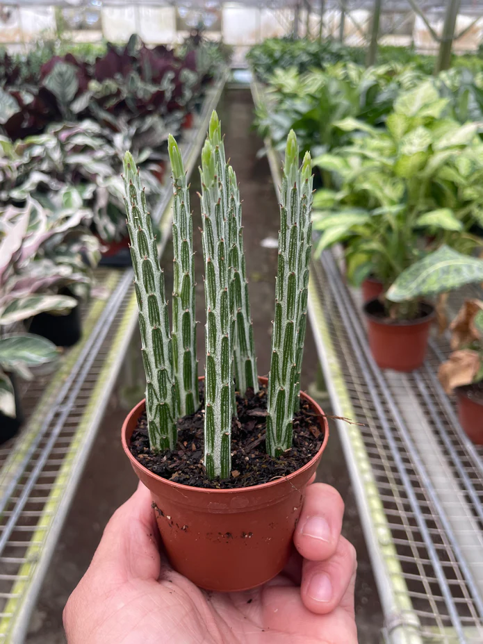 Senecio Stapeliiformis Pickle Plant - Image 4