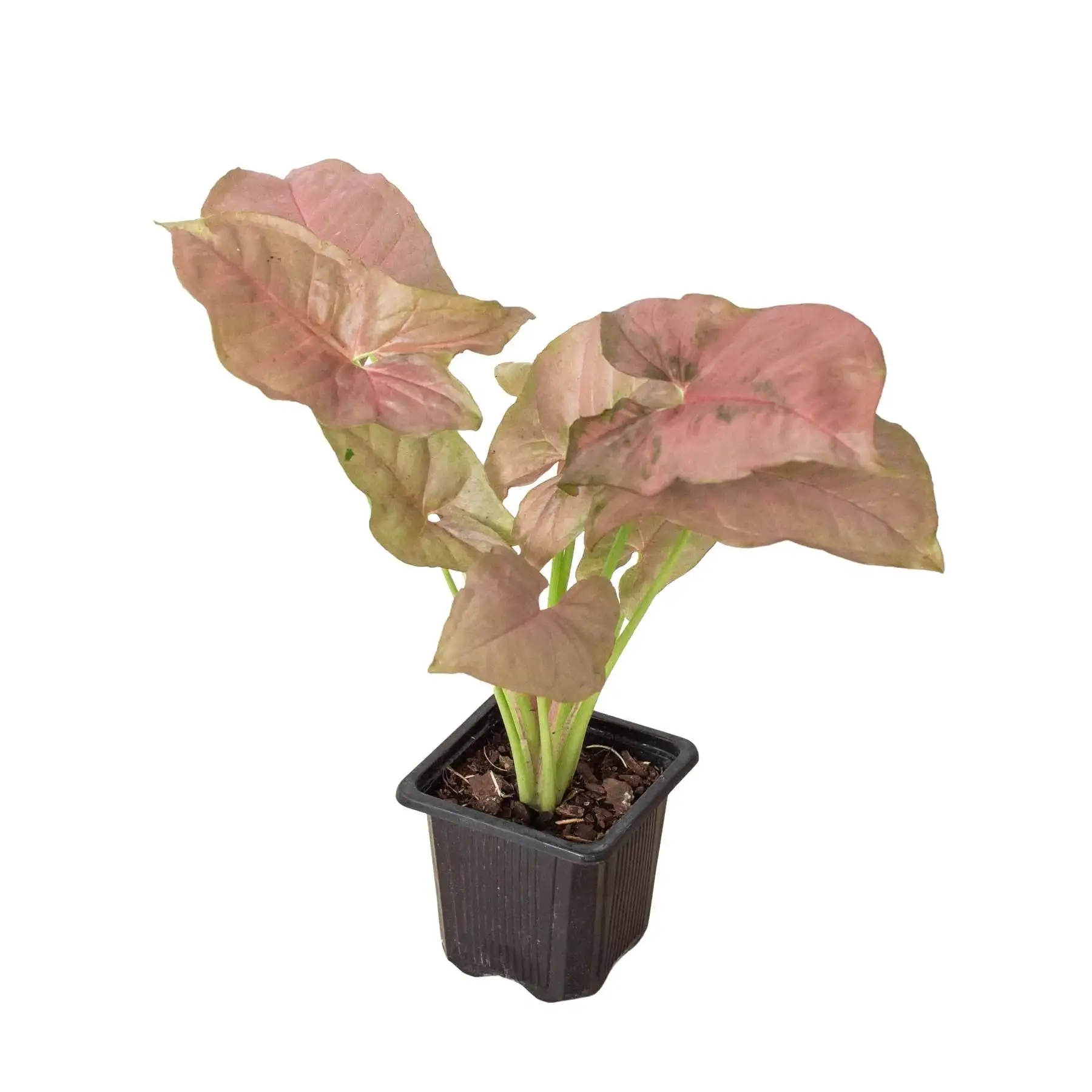 Syngonium Strawberry - Image 6