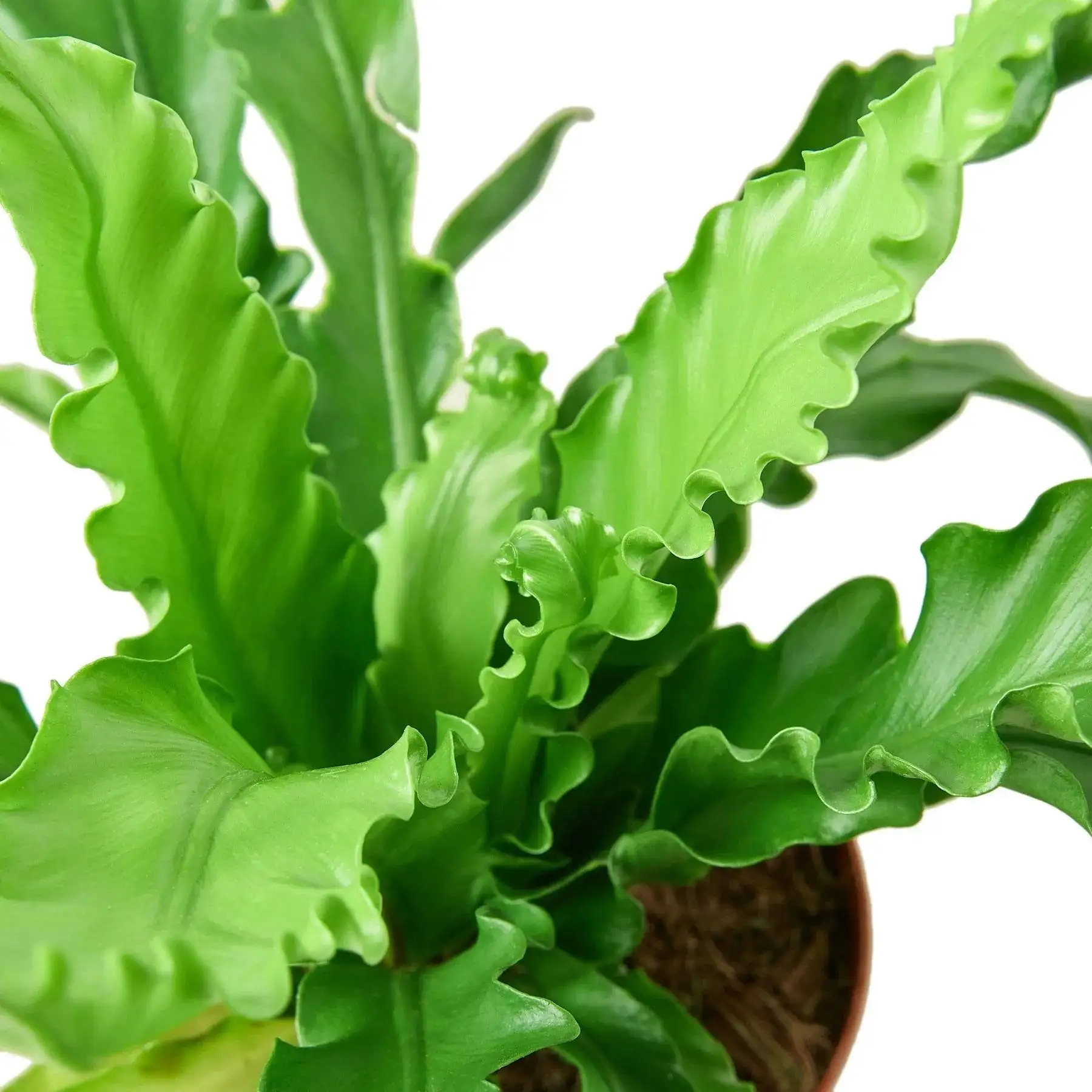 Bird’s Nest Victoria Fern - Image 2