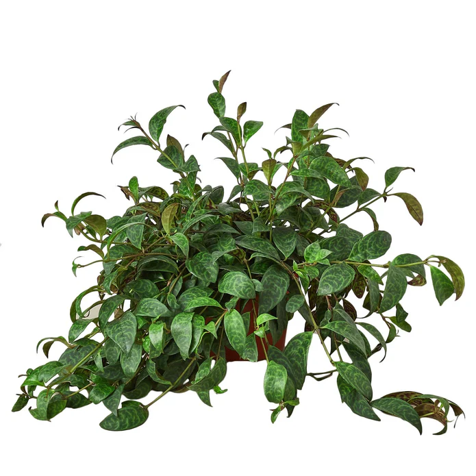 Lipstick Black Pagoda - Image 2