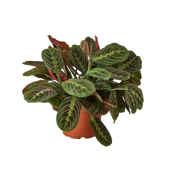 Maranta Red Prayer - Image 5