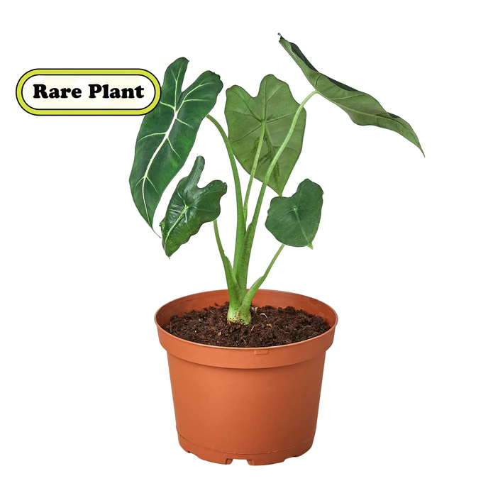 Alocasia Micholitziana 'Frydek' - Image 2