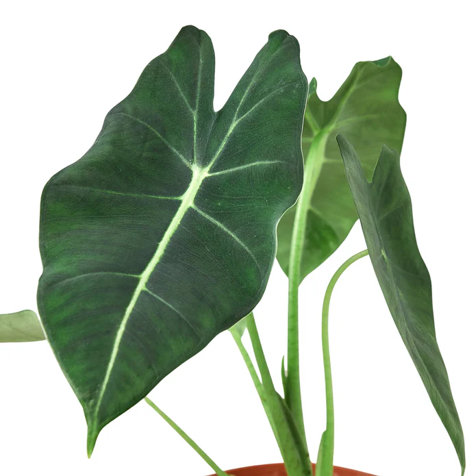 Alocasia Micholitziana 'Frydek' - Image 4