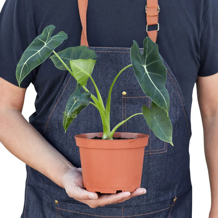 Alocasia Micholitziana 'Frydek' - Image 6