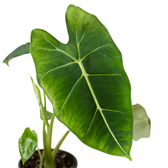 Alocasia Micholitziana 'Frydek' - Image 3