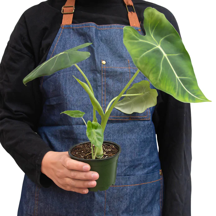 Alocasia Micholitziana 'Frydek' - Image 5