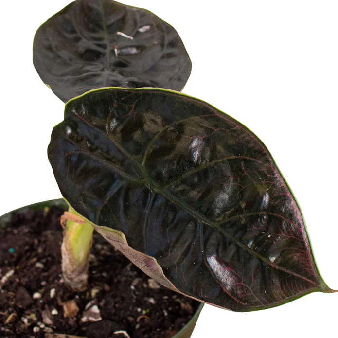 Alocasia 'Red Mambo' - 4" Pot - Image 2