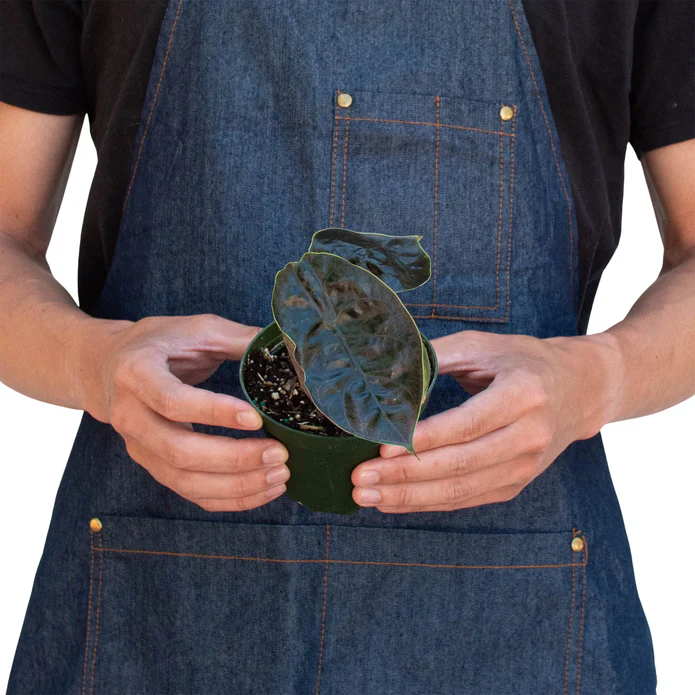 Alocasia 'Red Mambo' - 4" Pot - Image 3