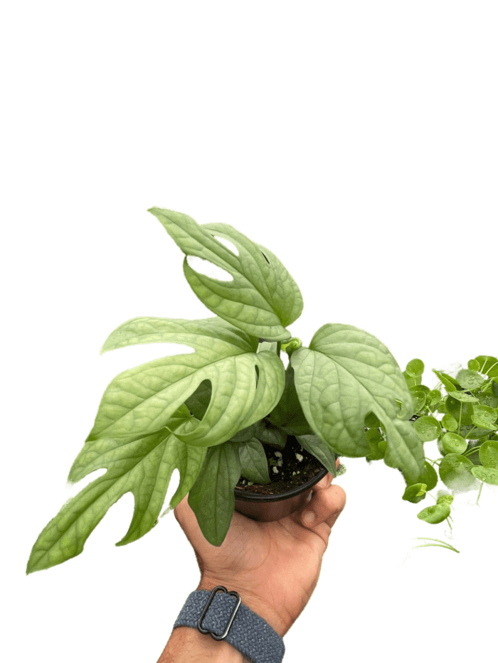 Image of Aamydrium silver - House plants for Sale Online