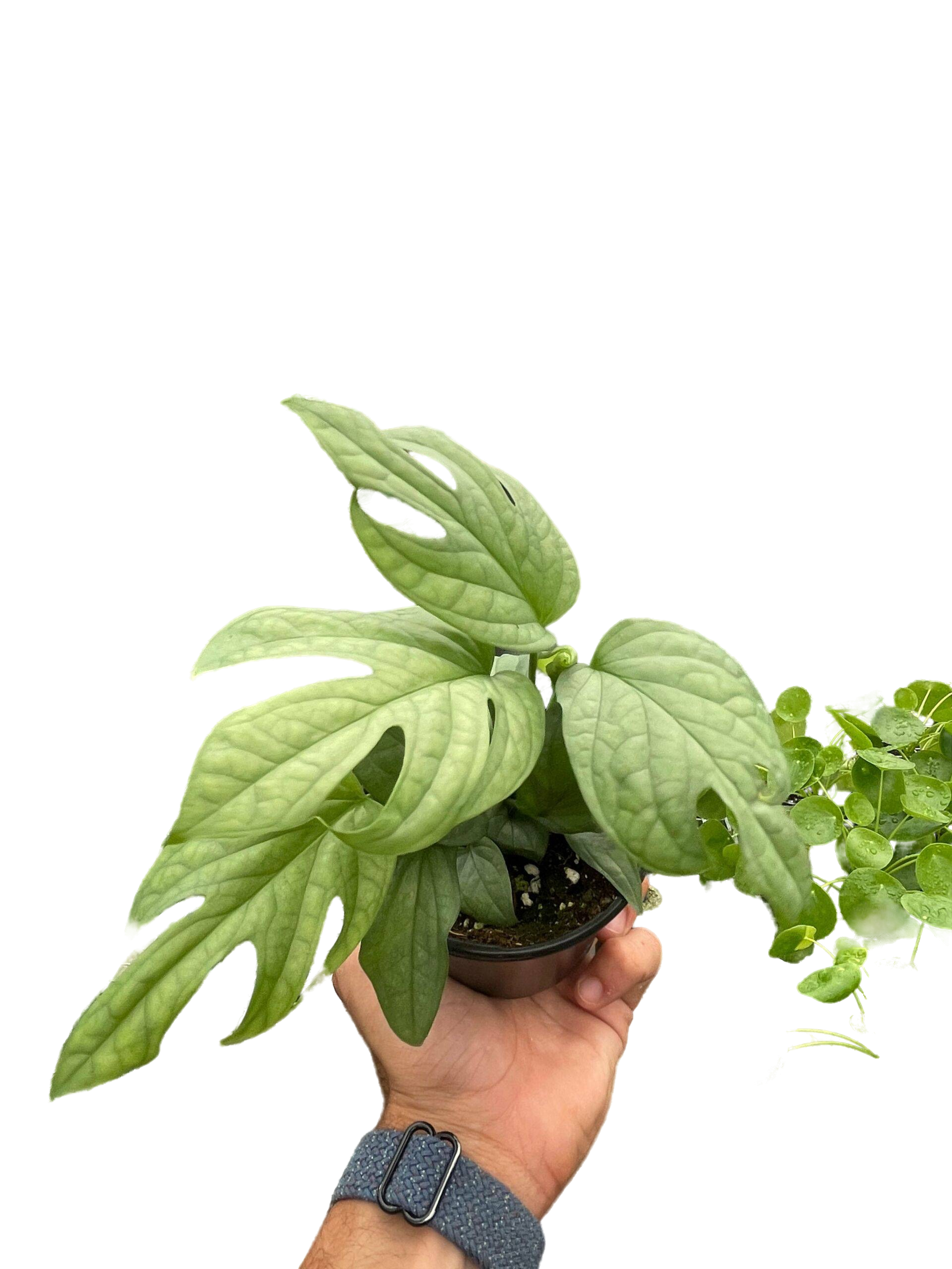 Image of Aamydrium silver - House plants for Sale Online
