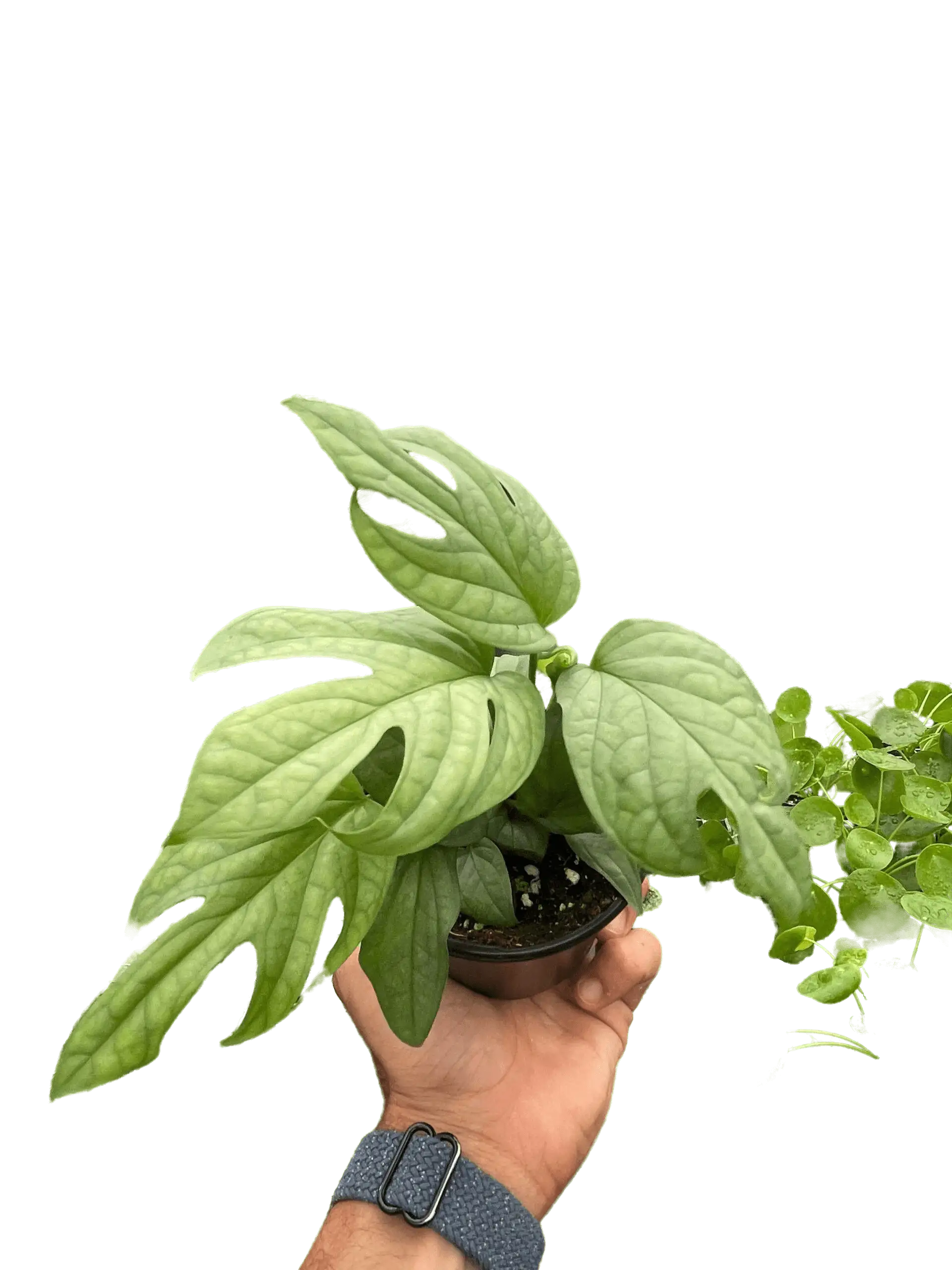 Image of Aamydrium silver - House plants for Sale Online