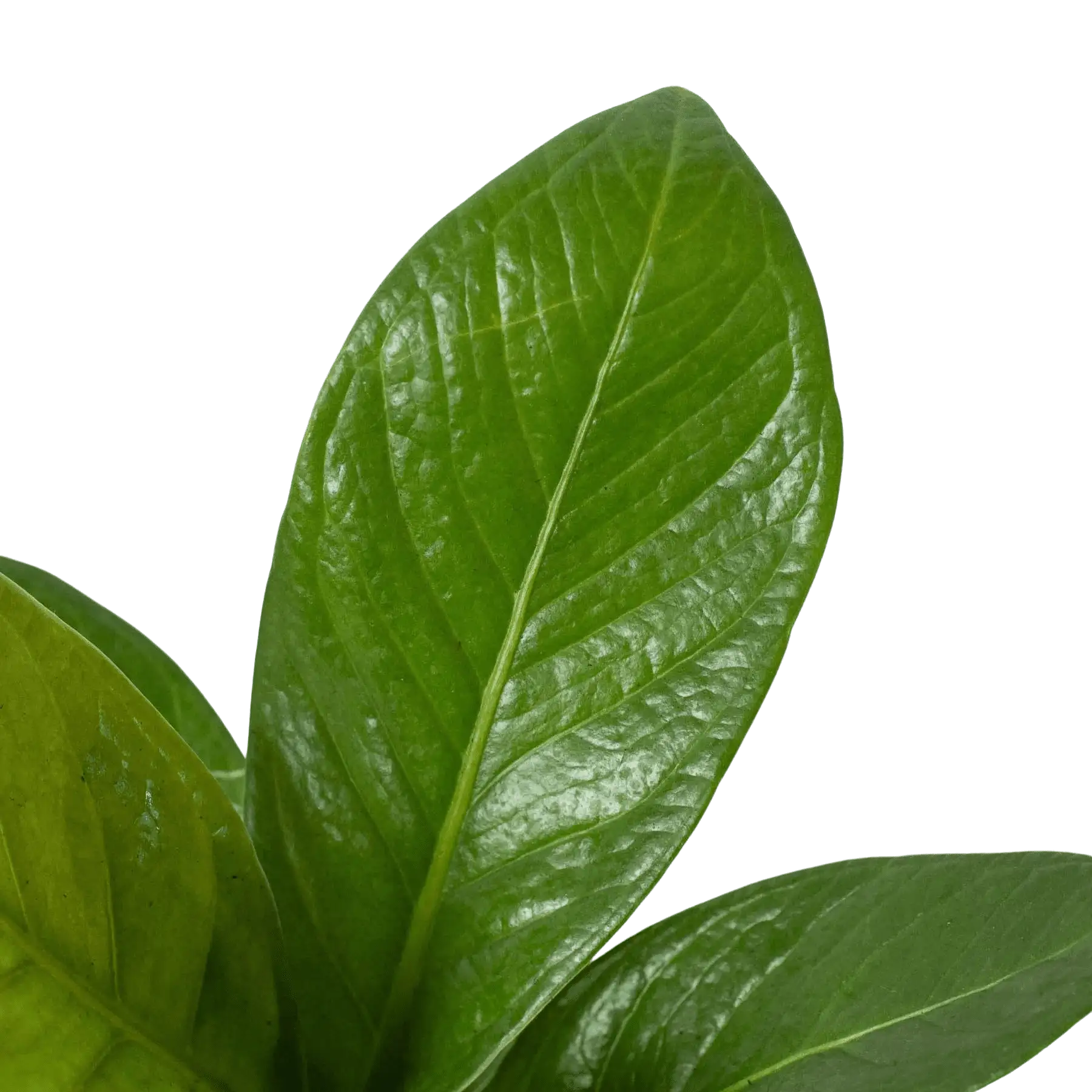 Image of Anthurium Cobra - Houseplants for Sale Online
