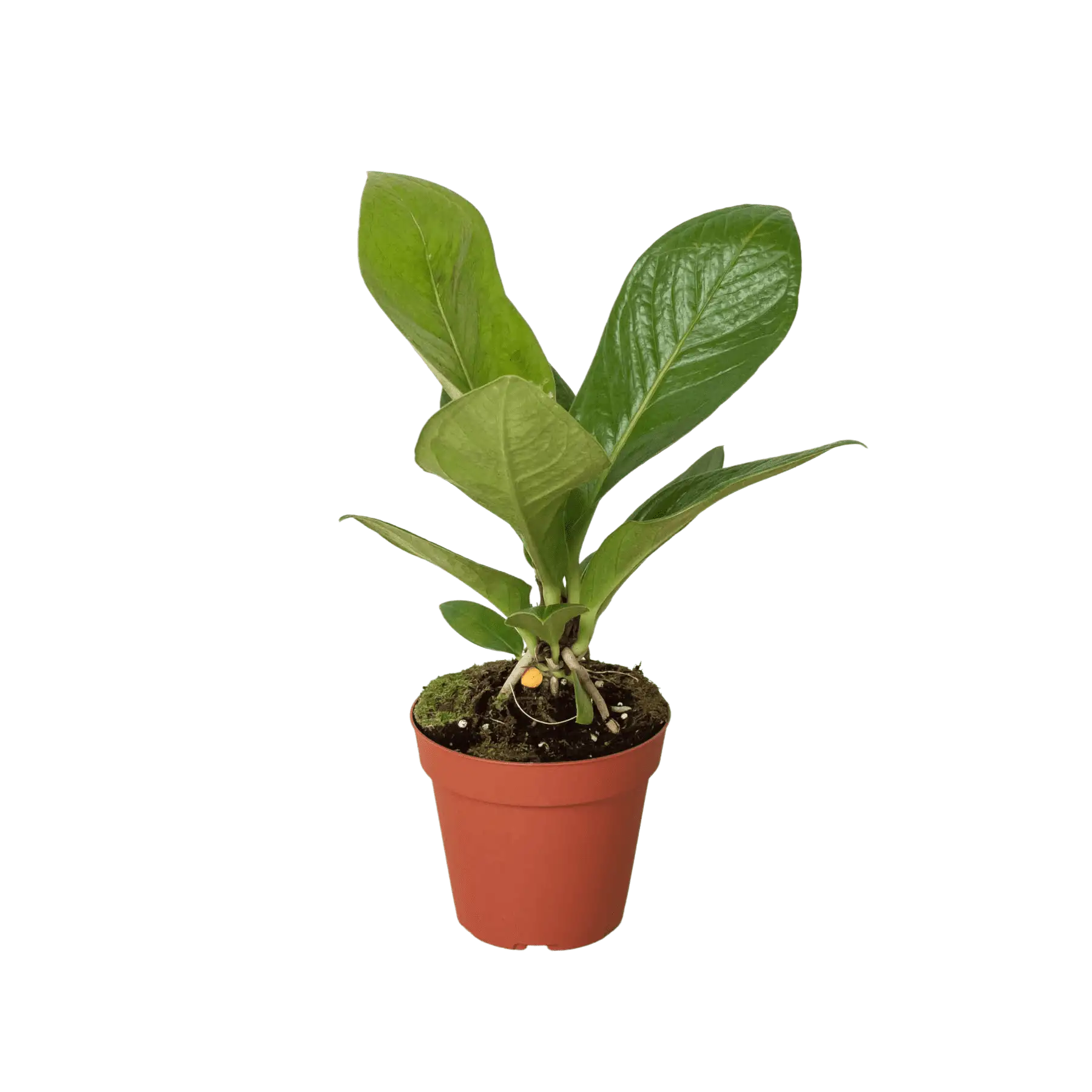 Image of Anthurium Cobra - Houseplants for Sale Online