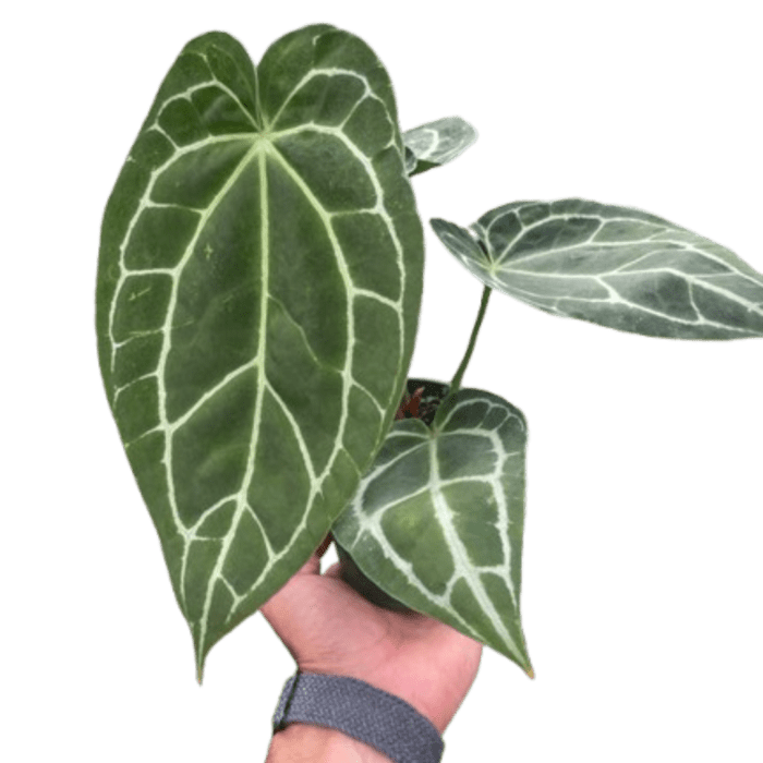 Anthurium Crystallinum