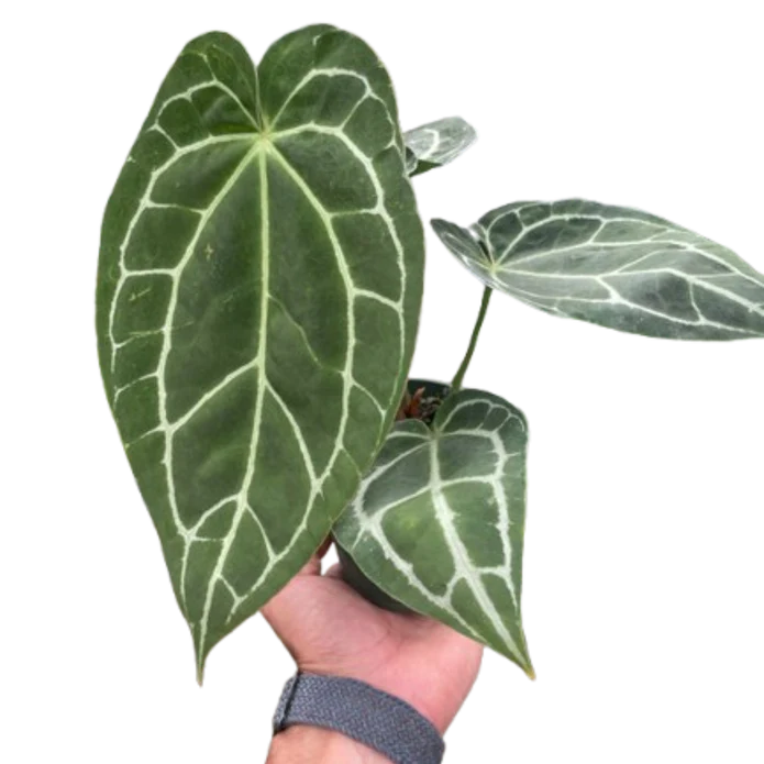 Anthurium Crystallinum - Image 5