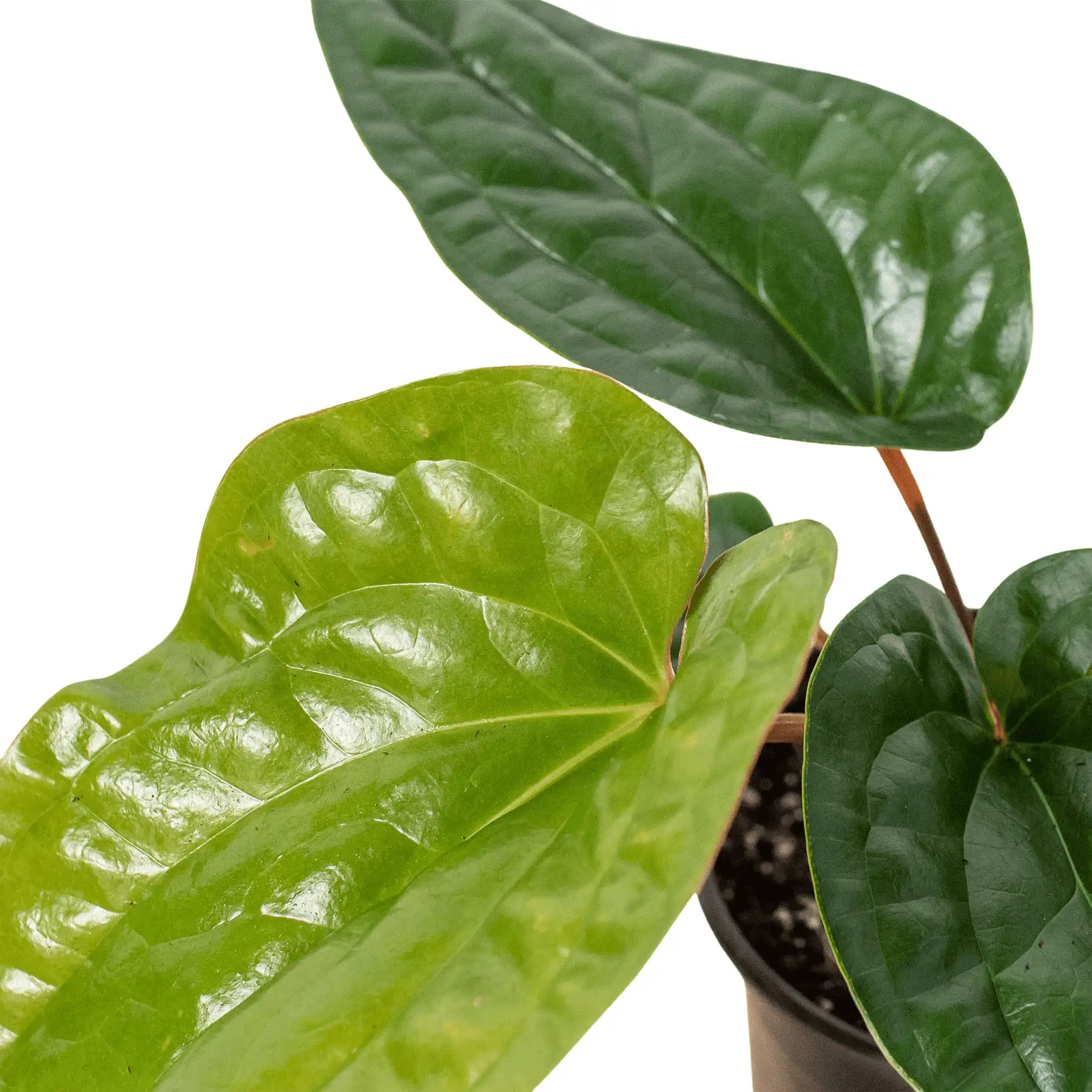 Anthurium Radicans x Luxurians - Image 2