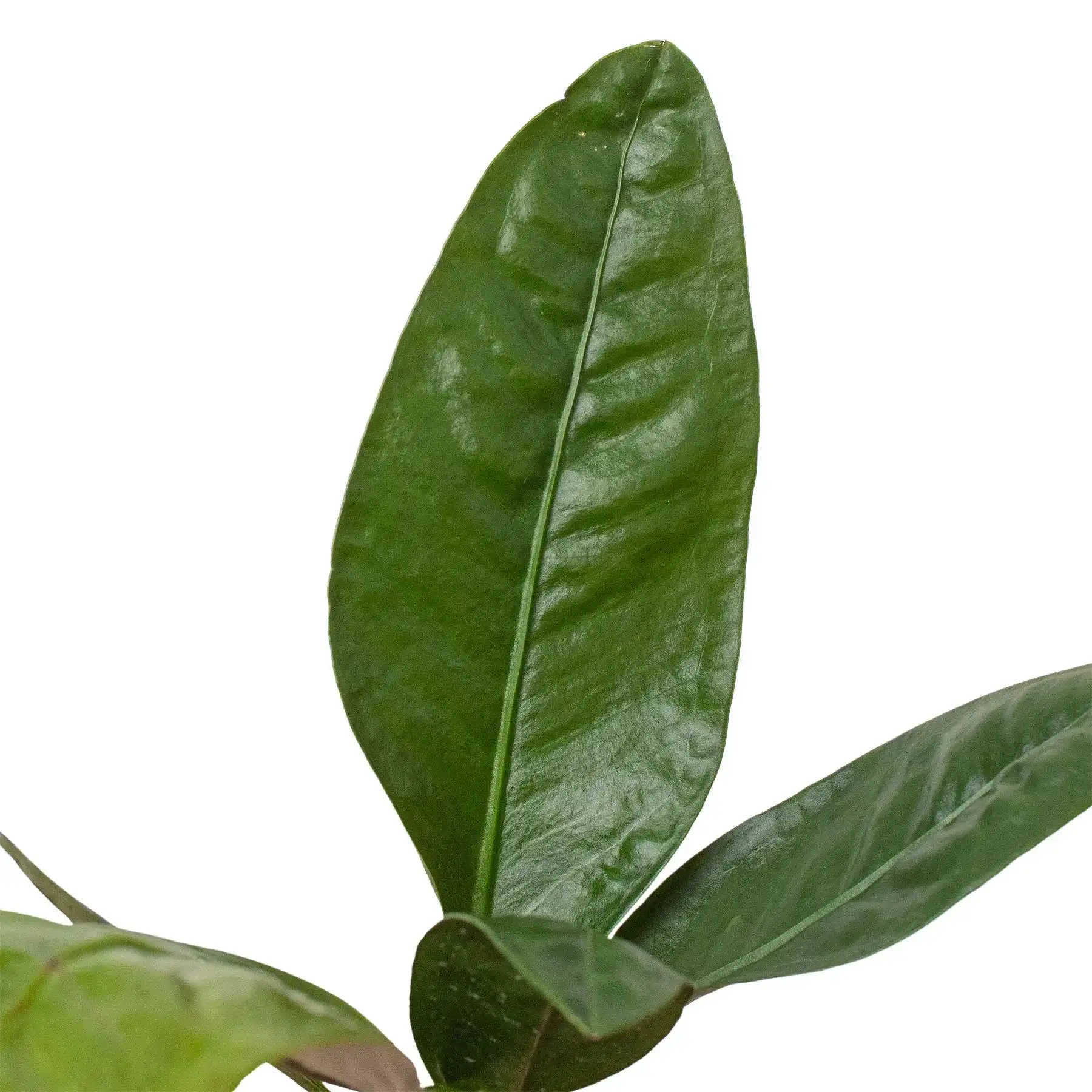 Anthurium Superbum - Image 2