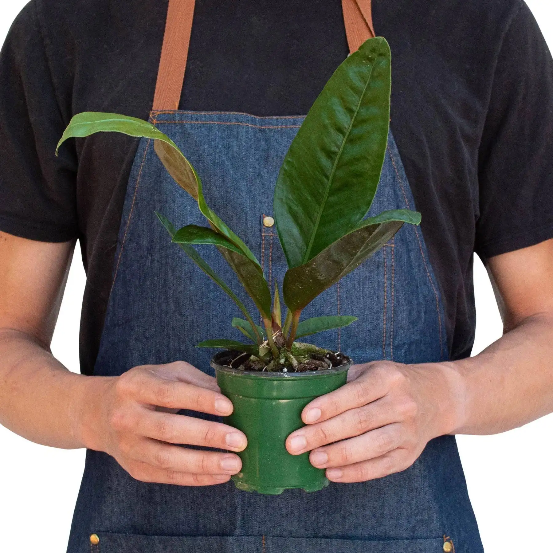 Anthurium Superbum - Image 3