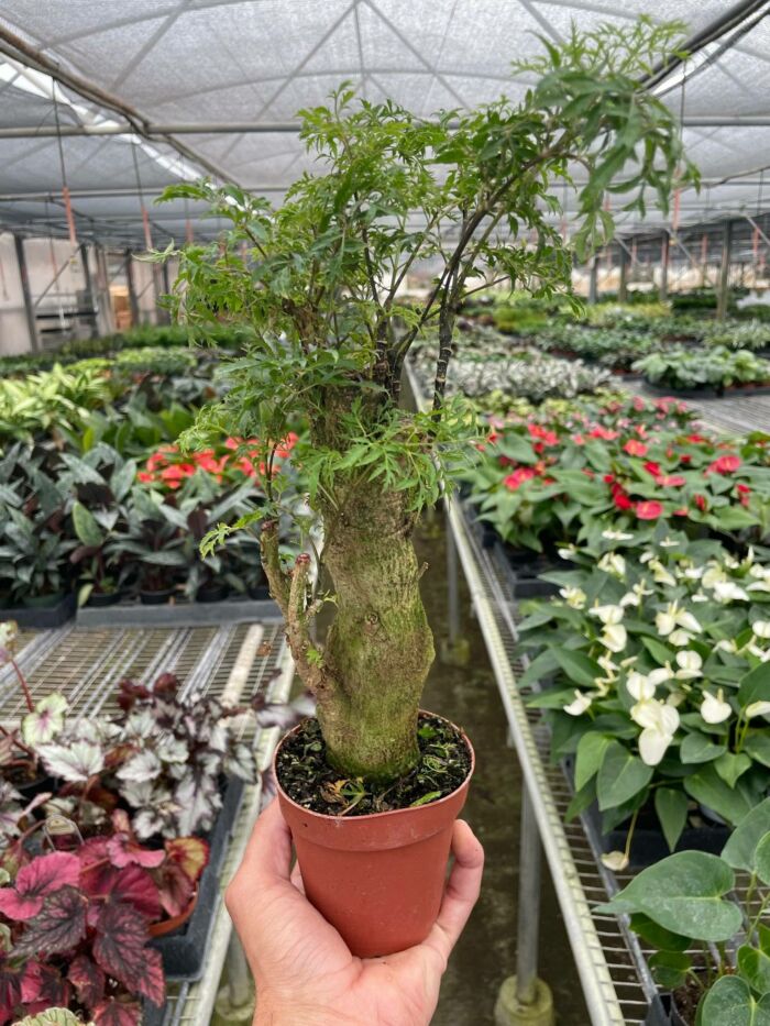 Aralia Ming Stump Plant - Image 4