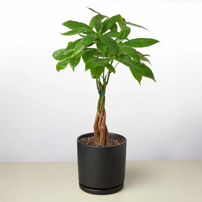 Money Tree 'Guiana Chestnut' Pachira Braid - Image 13