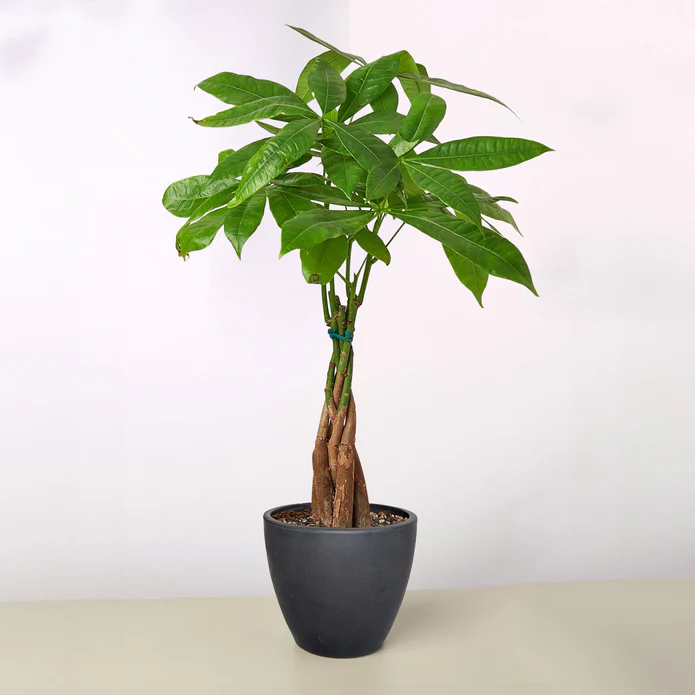 Money Tree 'Guiana Chestnut' Pachira Braid - Image 4