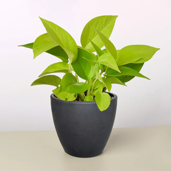 Pothos 'Neon' - Image 9