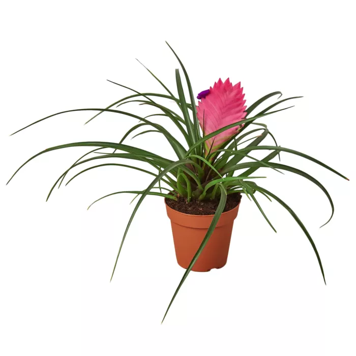 Bromeliad Cyanea Pink Quill