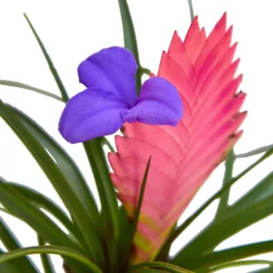 Bromeliad Cyanea Pink Quill