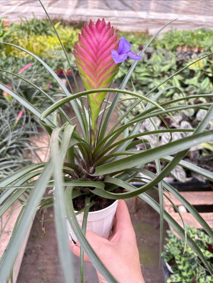 Bromeliad Cyanea Pink Quill