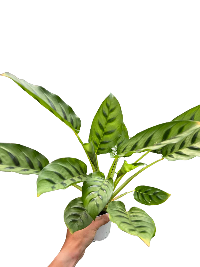Calathea Leopardina - Image 2