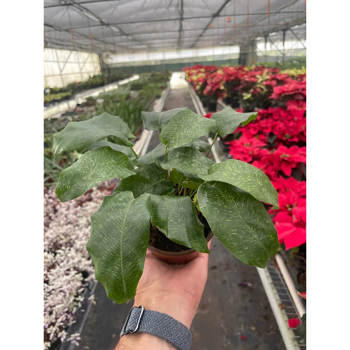 Calathea 'Musaica' - 6β³ Pot