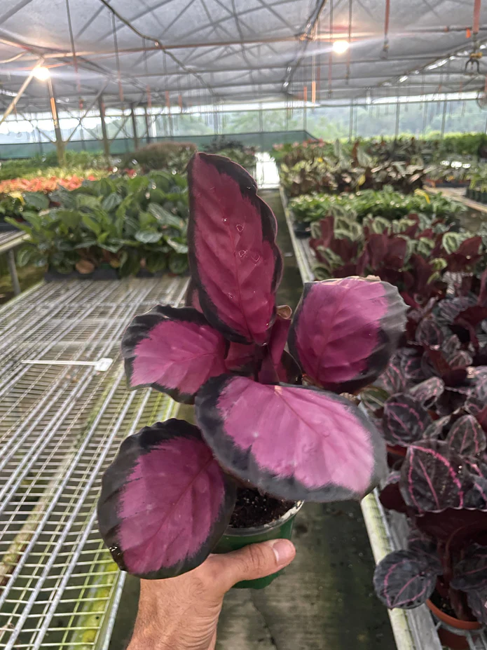 Calathea 'Purple Rose' - Image 2